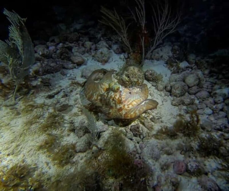 Cancun: Night Dive for Certified Divers - Cancun Night Dive: A World That Awakens After Dark