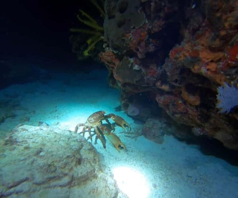 Cancun: Night Dive for Certified Divers - The Guides and Safety Measures