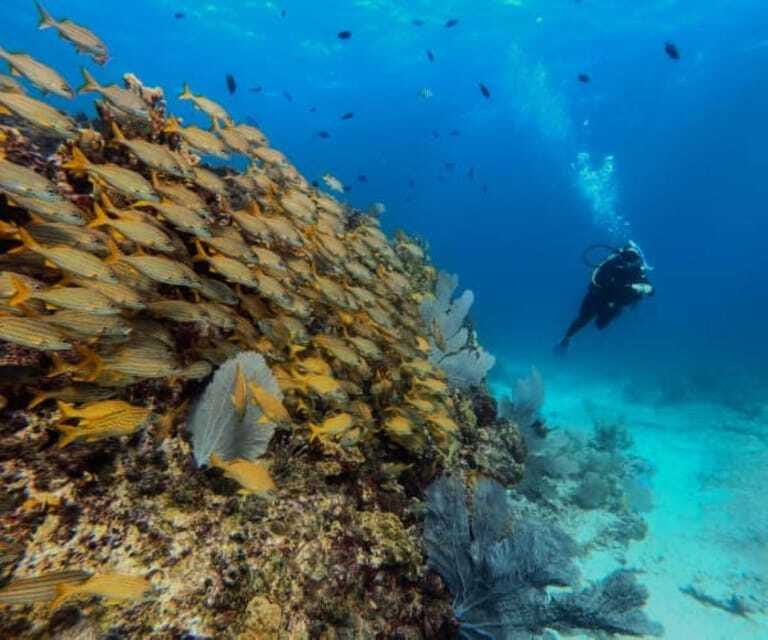 Cancun: PADI Open Water Diver Course - Who Will Benefit Most from This Course