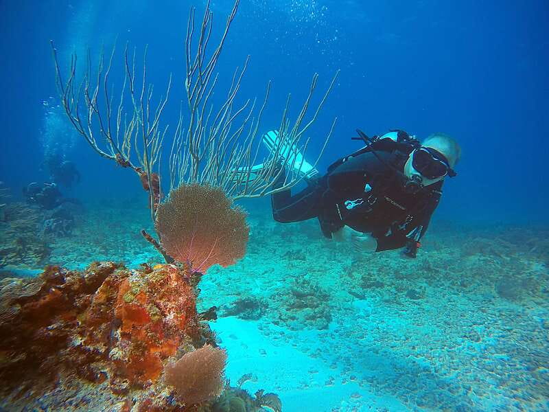 Cancun: Scuba Diving for Certified Divers, 3 options to dive - Marine Life and Underwater Features