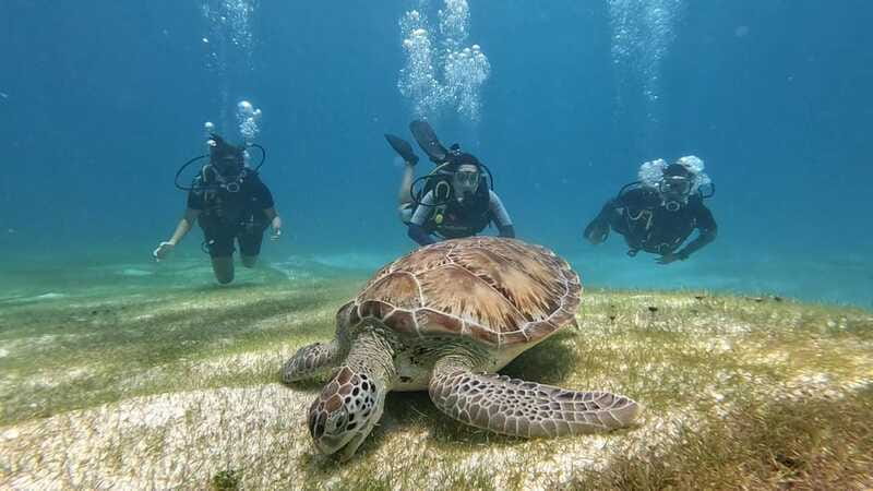Cancun: Scuba Diving in Puerto Morelos for Beginners 2 Dives - Physical Requirements and Suitability