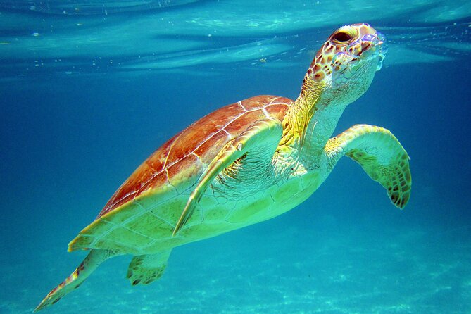 Cancun: Sea turtles and Cenote Tour With Pick Up from your Hotel - Discover Cancuns Natural Treasures with a Guided Sea Turtle and Cenote Tour