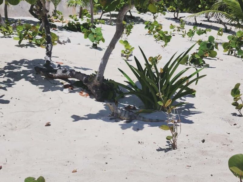 Cancun: Shopping Tour & Market 28 - Pacing and Flexibility During the Tour