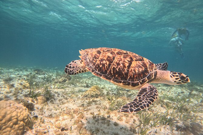 Cancun Snorkeling Adventure - Explore the Best Snorkeling Spots in Cancun for $59