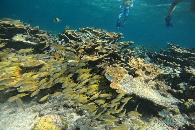 Cancun Snorkeling Adventure - What to Expect at Each Snorkeling Stop