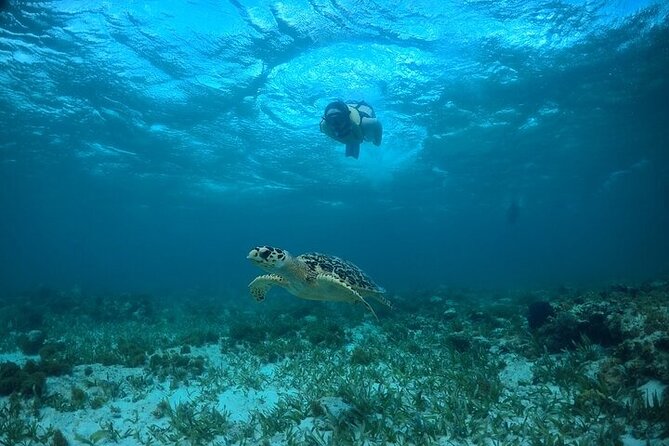 Cancun Snorkeling Adventure: Turtles, Reefs & Underwater Wonders - Encounter with Turtles at Puerto Juarez