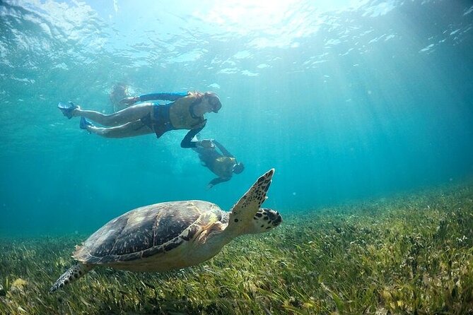 Cancun Snorkeling Adventure: Turtles, Reefs & Underwater Wonders - Practical Details: Transportation, Equipment, and Facilities