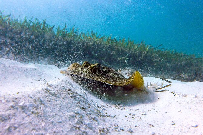 Cancun Snorkeling Adventure: Underwater Museum, Reef & Shipwreck - Encountering Sea Turtles in Cancun