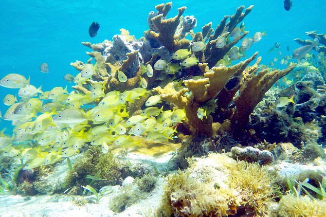 Cancun Snorkeling Adventure: Underwater Museum, Reef & Shipwreck - The Quality of Equipment and Safety Measures