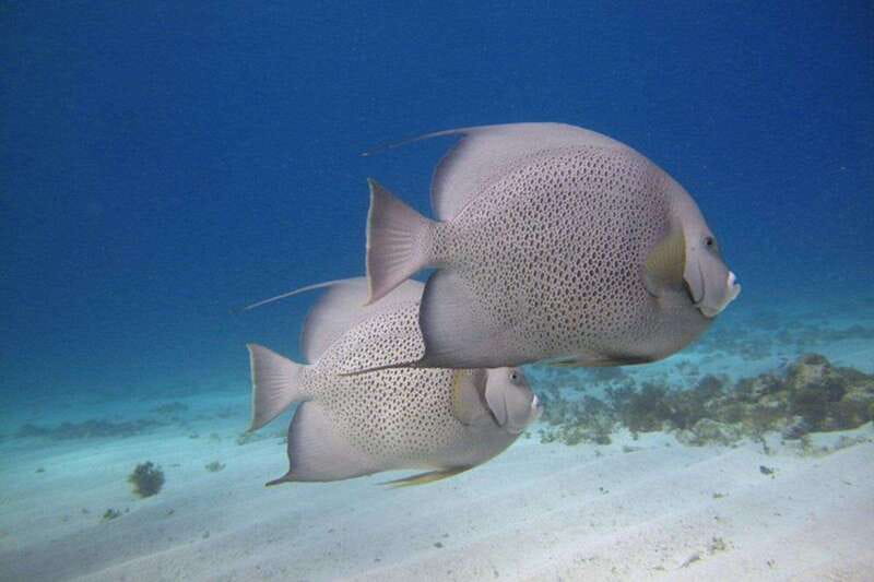 Cancun: Snorkeling at Underwater Museum & Manchones Reef - Key Points