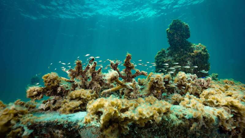 Cancun: Snorkeling Tour at MUSA The Underwater Museum - Additional Costs and Logistics