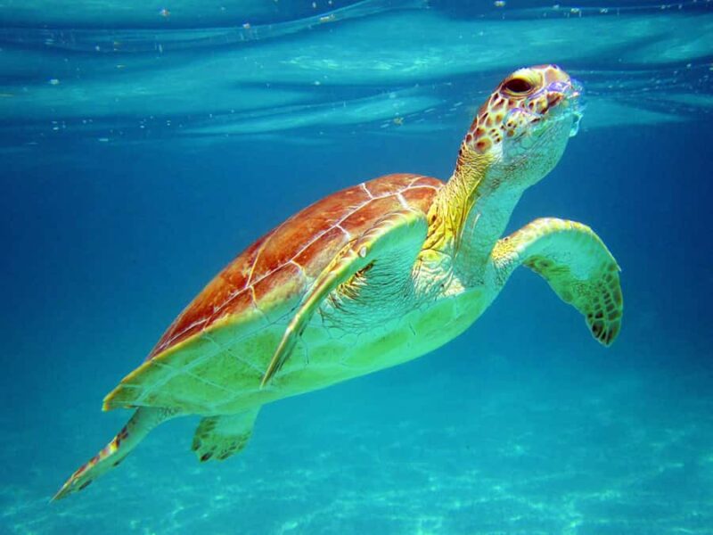Cancun: Snorkeling tour with Sea Turtles & Cenote, half day. - Snorkeling with Sea Turtles in Akumal Bay