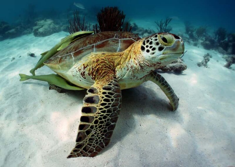 Cancun: Snorkeling tour with Sea Turtles & Cenote, half day. - Additional Costs and Payment Details