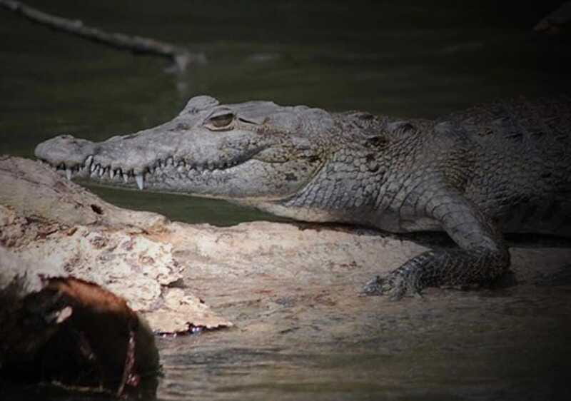 Cancun: Speedboat Adventure & Crocodile Sighting - Exploring the Biodiversity of Nichupté Lagoon
