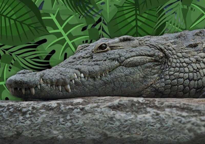 Cancun: Speedboat Adventure & Crocodile Sighting - Practical Details: Meeting Point and What’s Included