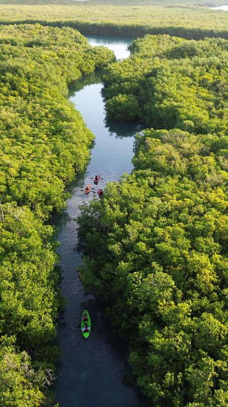 Cancun: Sunset Kayak Experience in the Mangroves - The Guides: Passionate, Knowledgeable, and Friendly