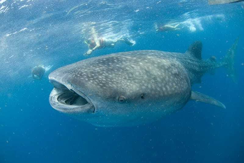 Cancún: Swim with Whale Sharks - The Whale Shark Reserve Near Isla Contoy