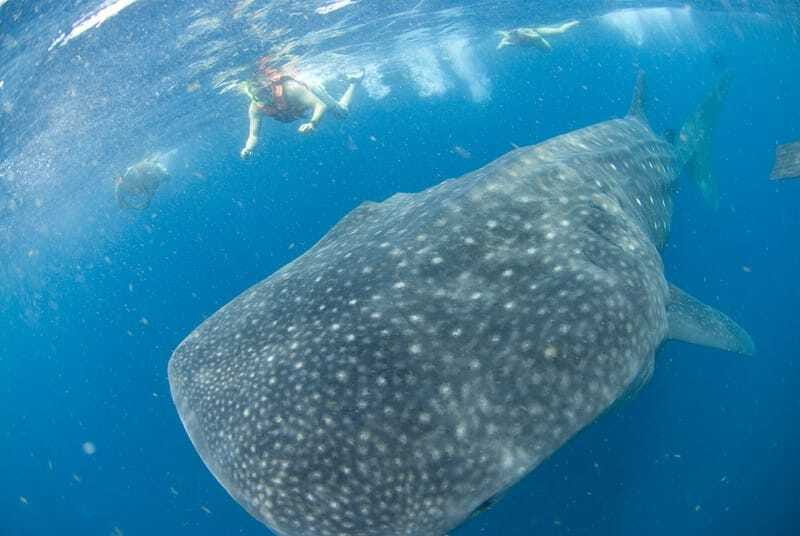 Cancún: Swim with Whale Sharks - Snorkeling and Interaction with Marine Life