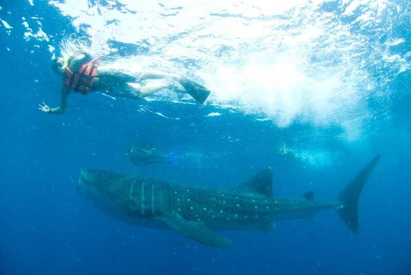 Cancún: Swim with Whale Sharks - Swimming, Wildlife Viewing, and Scenic Moments