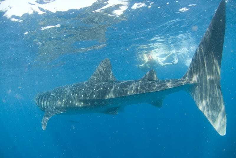 Cancún: Swim with Whale Sharks - Safety, Medical Tips, and Equipment