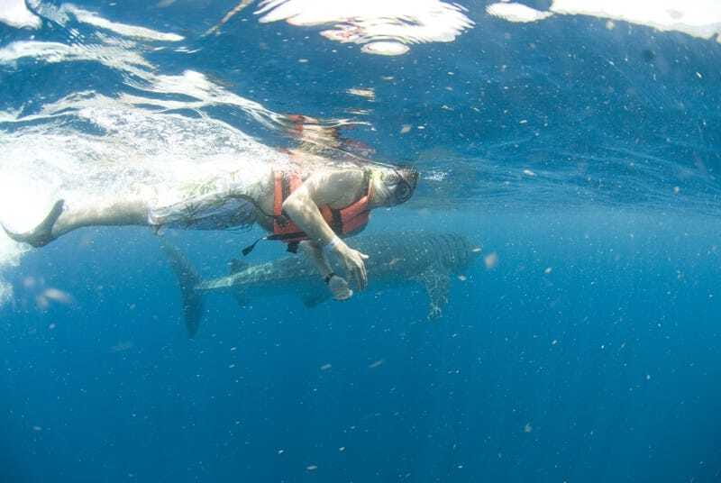 Cancún: Swim with Whale Sharks - Logistics: Small Groups and Flexibility