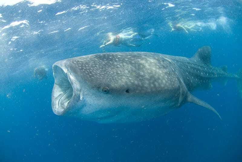 Cancún: Swim with Whale Sharks - Who Will Enjoy This Tour Most?