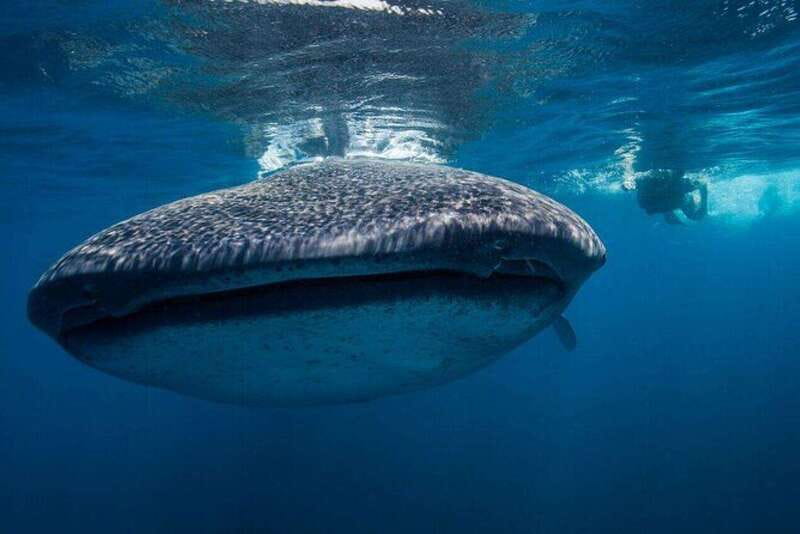 Cancun: Swim with Whale Sharks - Experience the Thrill of Swimming with Whale Sharks Near Cancun for $218