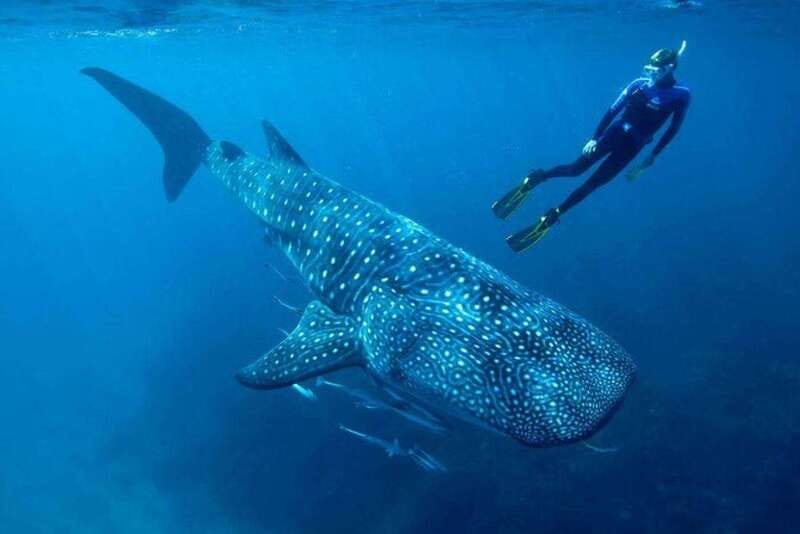 Cancun: Swim with Whale Sharks - Key Points