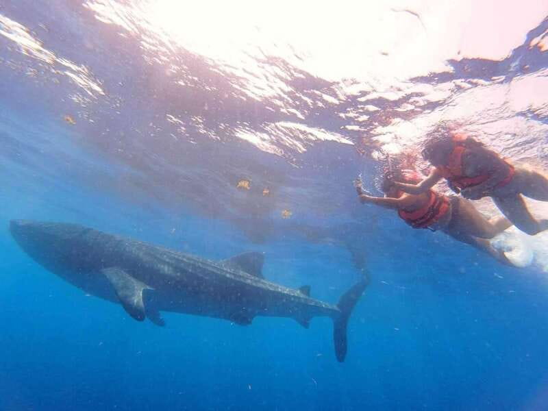 Cancun: Swim with Whale Sharks - Additional Marine Life Encounters During the Tour