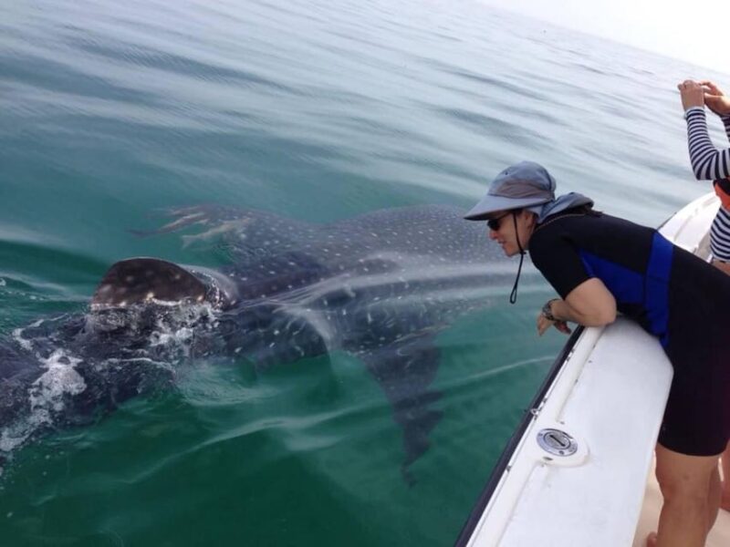 Cancun: Swim with Whale Sharks - Who Will Love This Tour?