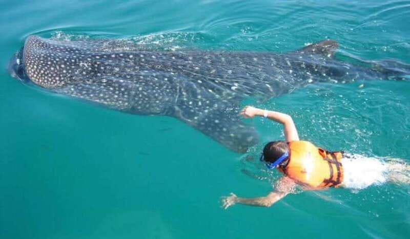 Cancun: Swim with Whale Sharks - Final Thoughts on the Cancun Whale Shark Tour
