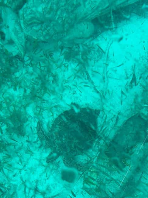 Cancun: Transparent Boat Tour with Soft Drinks - Key Points