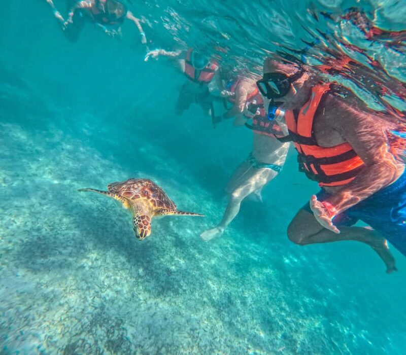 Cancun: Tulum Ruins, Akumal Turtles, Cenote & Caves Tour - Snorkeling with Turtles in Akumals Natural Habitat