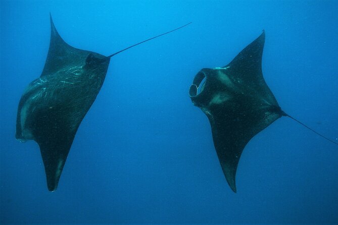 Cancun Whale Shark Encounter - Cost Details and Additional Fees