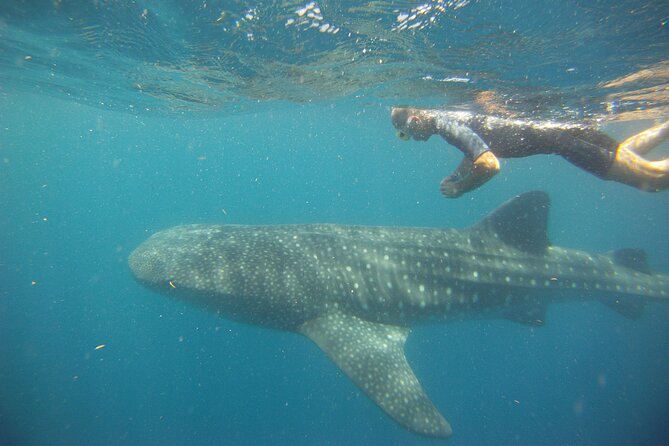 Cancun Whale Shark Encounter - Weather and Cancellation Policies