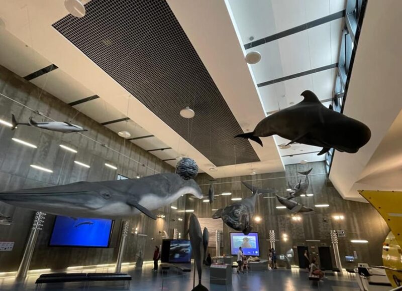 Caniçal : Madeira Whale Museum Entry ticket - Scientific Research and Marine Conservation Initiatives