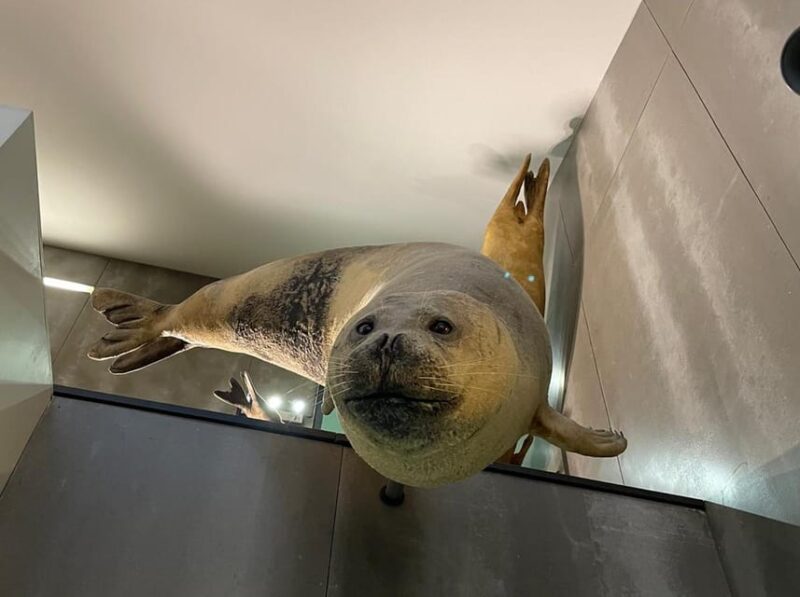 Caniçal : Madeira Whale Museum Entry ticket - Practical Information and Booking Details