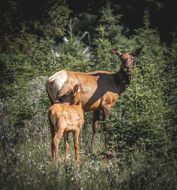 Canmore: 1.5 Hour Scenic Raft Tours in the Rockies - Explore Canmore’s Only Locally Owned Scenic Float Company