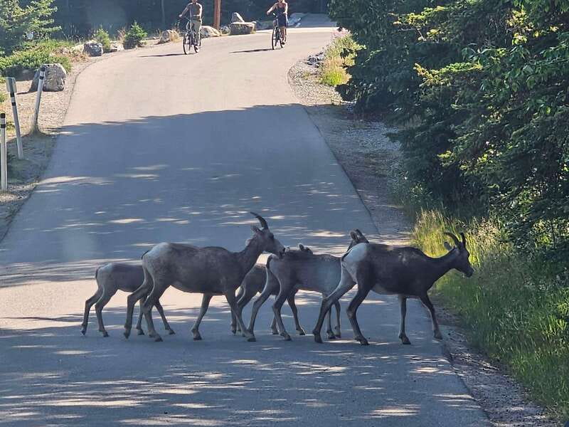 Canmore/Banff: Columbia Icefield, Skywalk, Peyto Day Tour - Convenient Pickup and Dropoff from Multiple Locations