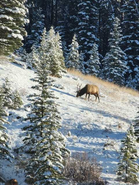 Canmore/Banff: Explore Banff & Wildlife - Transportation and Group Size