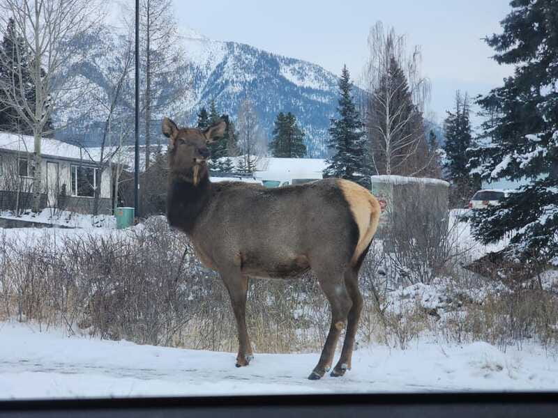 Canmore/Banff: Explore Banff & Wildlife - Logistics: What’s Included and What’s Not