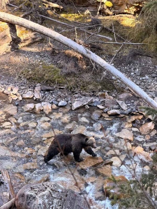 Canmore/Banff: Sunrise Moraine Lakes & Louise Adventure Tour - The Guided Experience: Insights and Multilingual Support