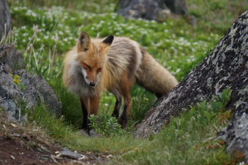 Canmore: Columbia Icefield Tour with Lunch & Hikes - Discover the Columbia Icefield from Canmore in a Full-Day Adventure