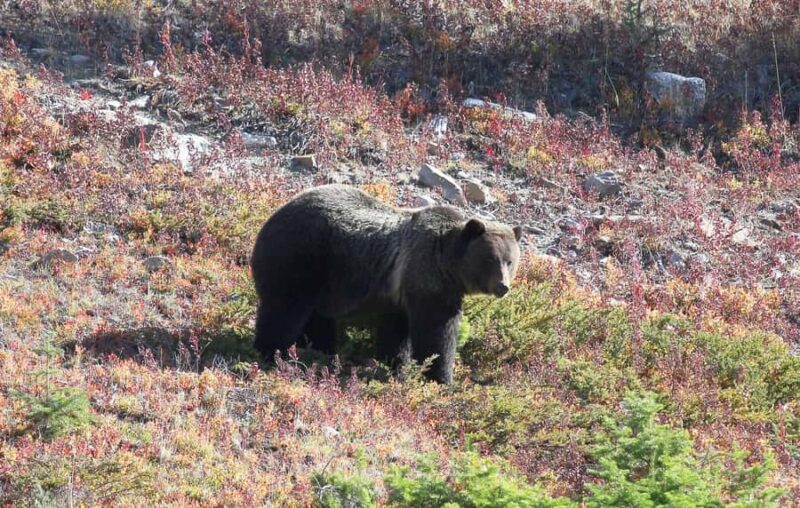 Canmore: Columbia Icefield Tour with Lunch & Hikes - Concluding with Athabasca Falls and Scenic Return to Canmore