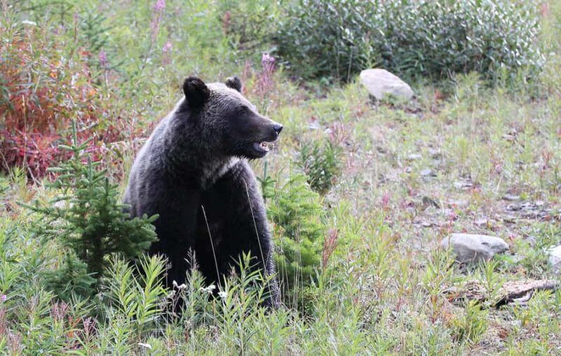 Canmore: Columbia Icefield Tour with Lunch & Hikes - Practical Details and What to Bring