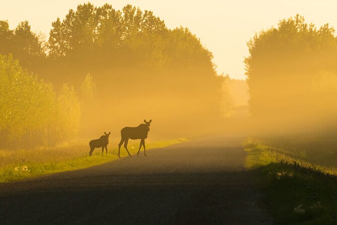 Canmore Evening Wildlife Viewing Tour 2.5hr Photo Drive - Key Points