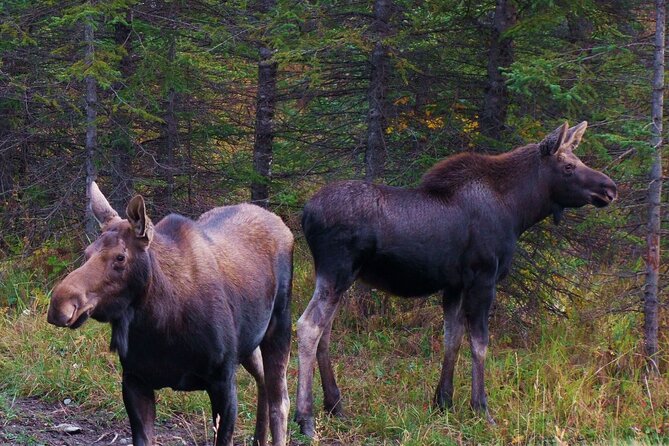 Canmore Evening Wildlife Viewing Tour 2.5hr Photo Drive - Considerations Before Booking