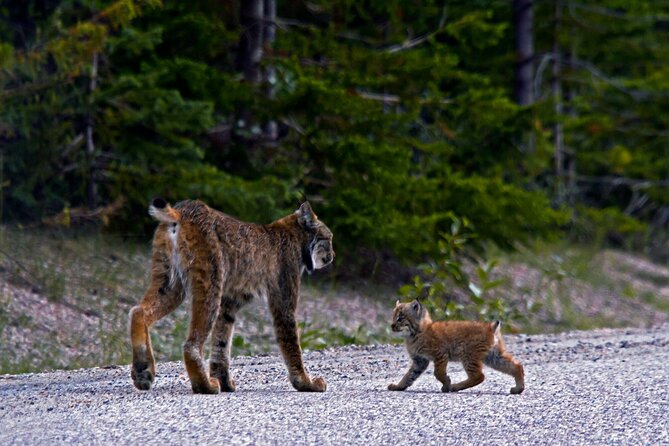 Canmore Evening Wildlife Viewing Tour 2.5hr Photo Drive - How This Tour Compares to Other Alberta Experiences