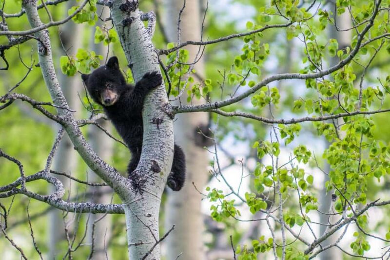 Canmore: Evening Wildlife Viewing Tour - Wildlife Watching in Natural Habitat