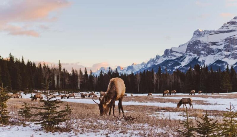 Canmore: Evening Wildlife Viewing Tour - Guide Expertise and Group Atmosphere
